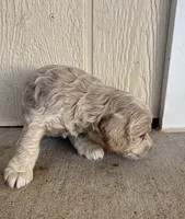 Toy Cockapoo - Tucker, a male Cockapoo for sale in Seminole, TX – 5 of 6