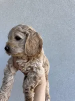 Toy Cockapoo, a  Cockapoo for sale in Seminole, TX – Photo 7 of 7