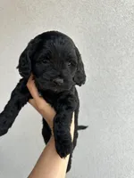 Toy Cockapoo, a  Cockapoo for sale in Seminole, TX – Photo 2 of 7