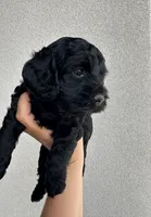 Toy Cockapoo, a  Cockapoo for sale in Seminole, TX – Photo 6 of 7