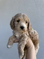 Toy Cockapoo, a  Cockapoo for sale in Seminole, TX – Photo 1 of 7