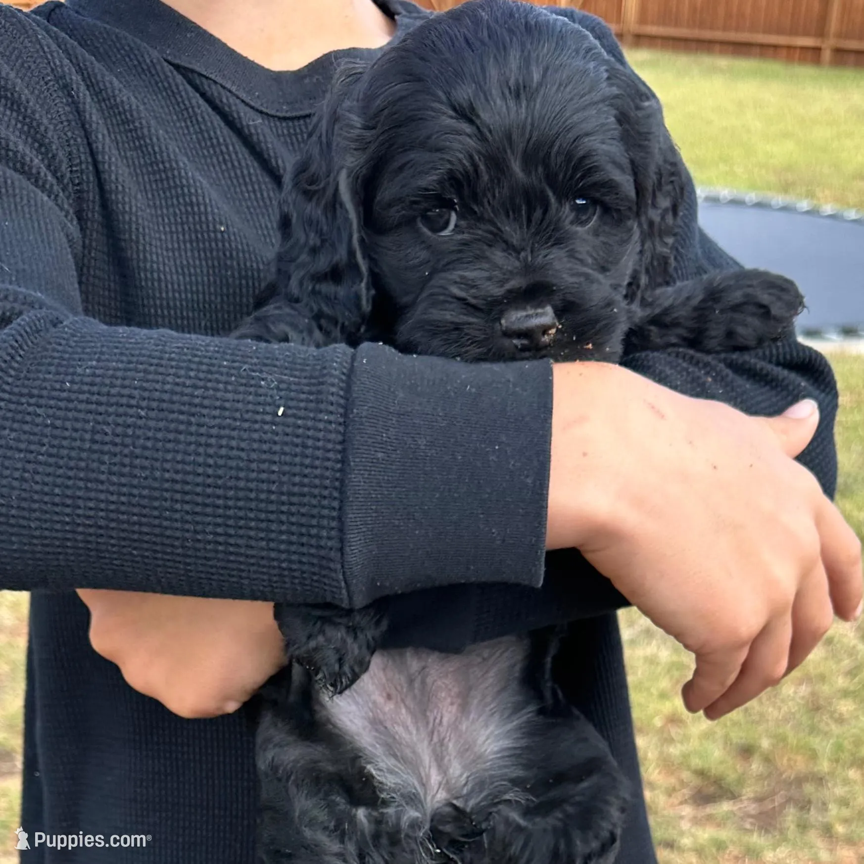 Toy Cockapoo, a  Cockapoo for sale in Seminole, TX – Photo 4 of 7