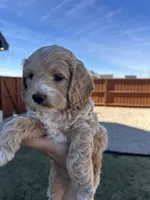 Toy Cockapoo, a  Cockapoo for sale in Seminole, TX – Photo 5 of 7