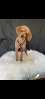 Toy Poodles , a  Poodle - Toy  for sale in Seminole, TX – 4 of 4