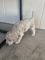 Toy Cockapoo - Tucker, a male Cockapoo for sale in Seminole, TX – 3 of 6
