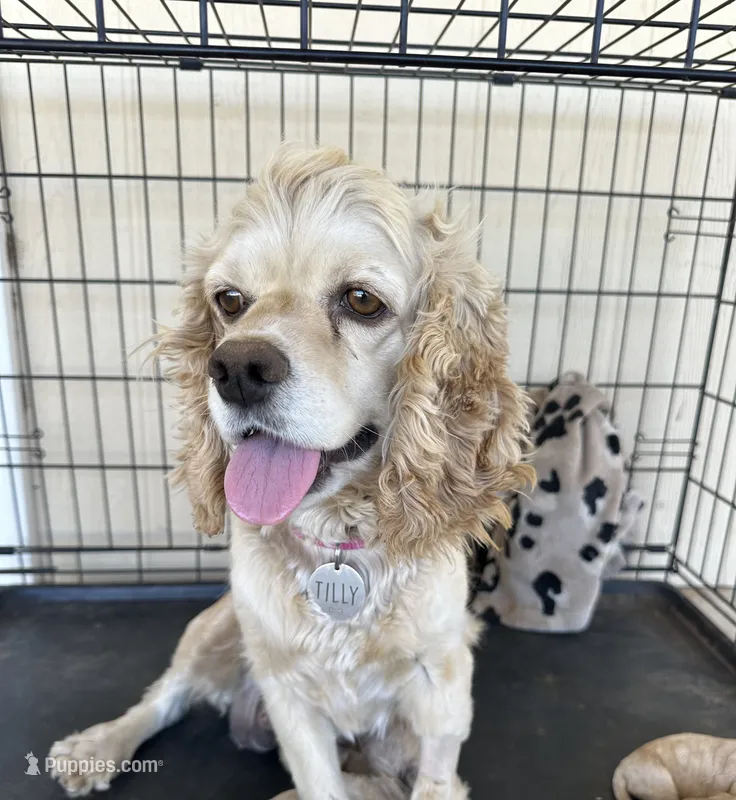 Tilly – Cocker Spaniel puppy for sale in Seminole, TX