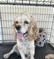 Tilly, a female Cocker Spaniel for sale in Seminole, TX – 1 of 1