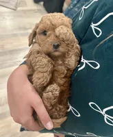 Teddy, a male Poodle - Toy  for sale in Seminole, TX – 2 of 2