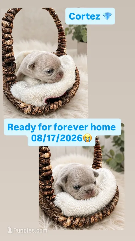 Cortez  – French Bulldog puppy for sale in Round Rock, TX