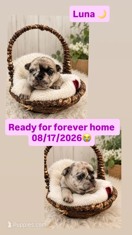 Luna – French Bulldog puppy for sale in Round Rock, TX