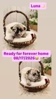 Luna, a female French Bulldog for sale in Round Rock, TX – 1 of 1
