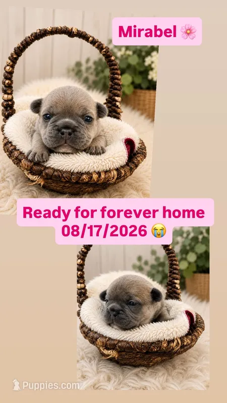 Mirabel – French Bulldog puppy for sale in Round Rock, TX