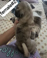 Merle , a female Pug for sale in Dunnellon, FL – 1 of 2