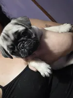 Fawn, a female Pug for sale in Dunnellon, FL – 3 of 3