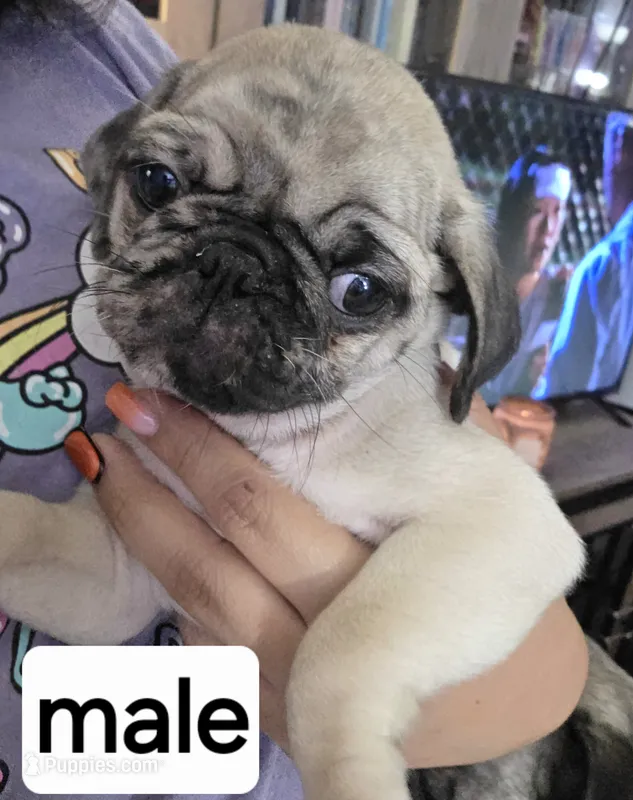 Half merle  – Pug puppy for sale in Dunnellon, FL