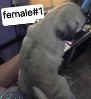 Fawn, a female Pug for sale in Dunnellon, FL – 2 of 3