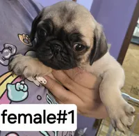 Fawn, a female Pug for sale in Dunnellon, FL – 1 of 3