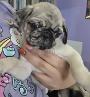 Half merle , a male Pug for sale in Dunnellon, FL – 2 of 3