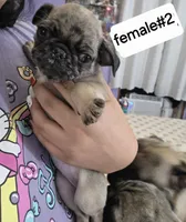 Merle , a female Pug for sale in Dunnellon, FL – 2 of 2