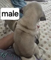 Half merle , a male Pug for sale in Dunnellon, FL – 3 of 3