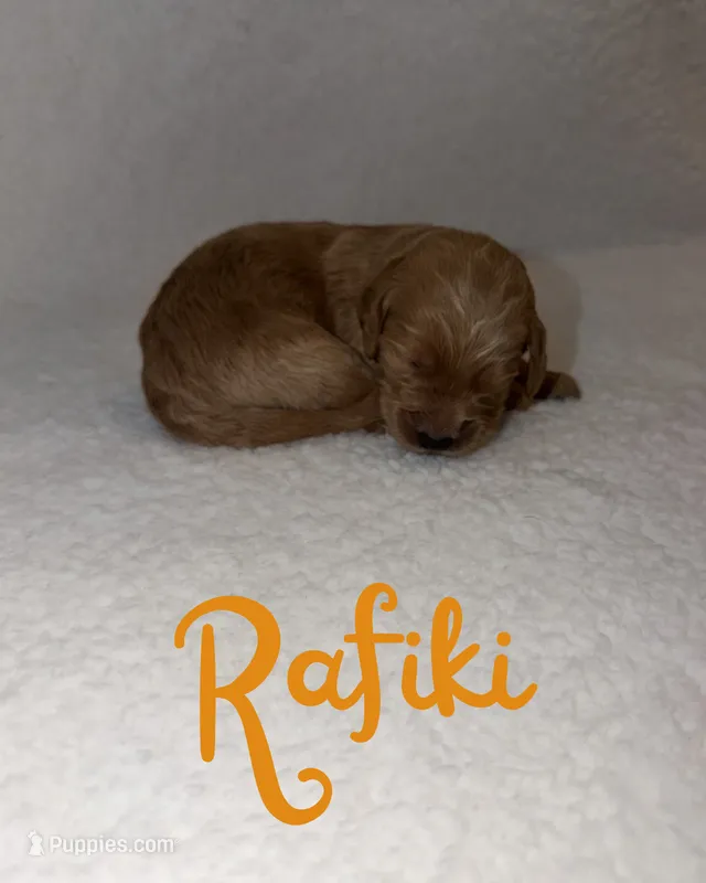 Rafiki – Goldendoodle puppy for sale in Snow Shoe, PA