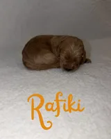 Rafiki, a male Goldendoodle for sale in Snow Shoe, PA – 1 of 4
