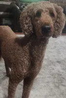 Rafiki, a male Goldendoodle for sale in Snow Shoe, PA – 4 of 4