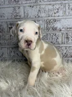 Amy, a female Great Dane for sale in Asheboro, NC – 4 of 6