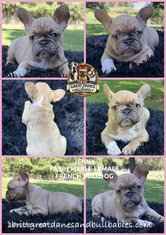 Jenny – French Bulldog puppy for sale in Asheboro, NC