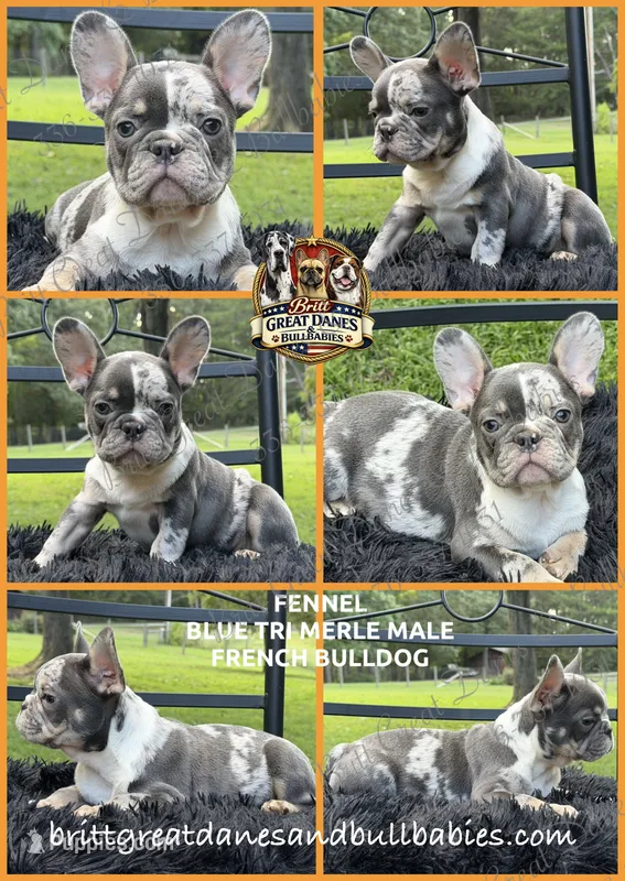Fennel – French Bulldog puppy for sale in Asheboro, NC