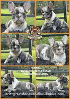Fennel, a male French Bulldog for sale in Asheboro, NC – 1 of 1