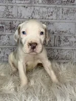 Amy, a female Great Dane for sale in Asheboro, NC – 2 of 6
