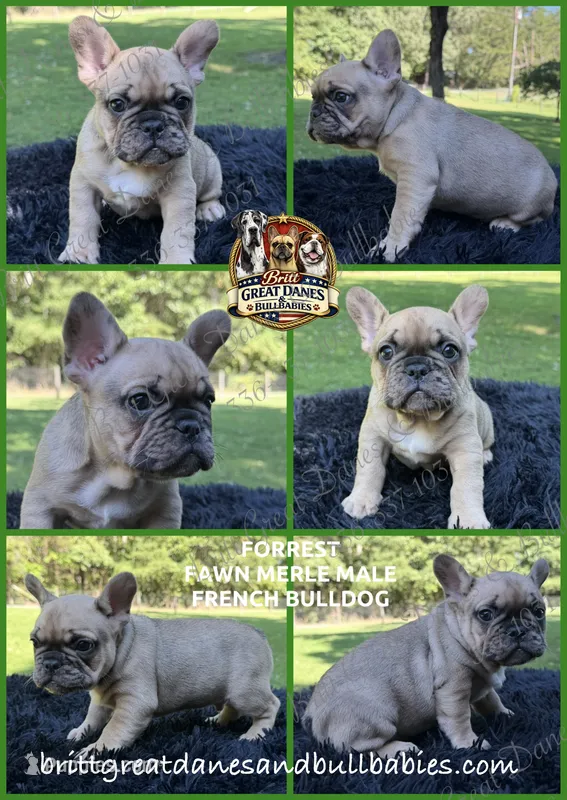 Forrest – French Bulldog puppy for sale in Asheboro, NC