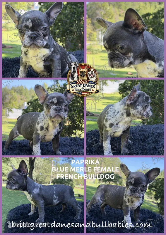 Paprika – French Bulldog puppy for sale in Asheboro, NC