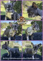 Paprika, a female French Bulldog for sale in Asheboro, NC – 1 of 1