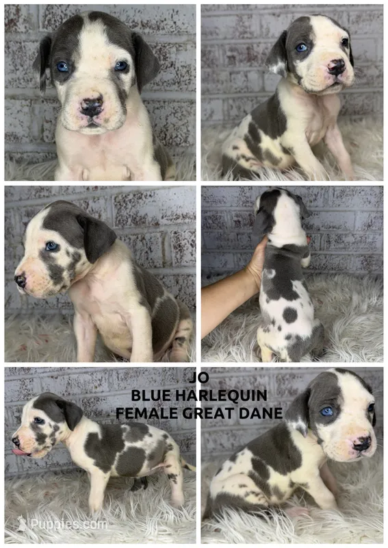 Jo – Great Dane puppy for sale in Asheboro, NC