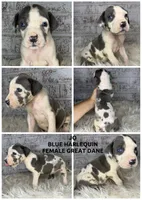 Jo, a female Great Dane for sale in Asheboro, NC – 1 of 1