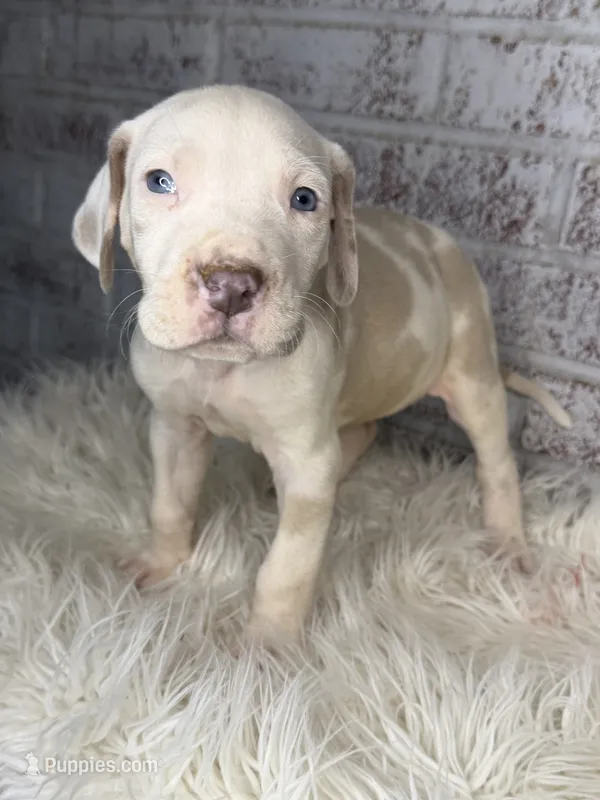Amy – Great Dane puppy for sale in Asheboro, NC
