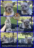 Bubba, a male French Bulldog for sale in Asheboro, NC – 1 of 1
