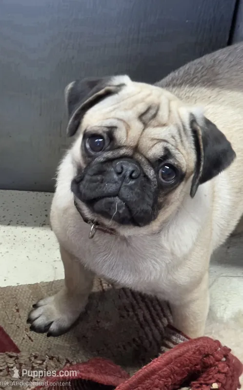 Violet – Pug puppy for sale in Wellington, KS