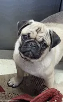 Violet, a female Pug for sale in Wellington, KS – 1 of 3
