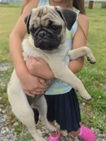 Violet, a female Pug for sale in Wellington, KS – 2 of 3