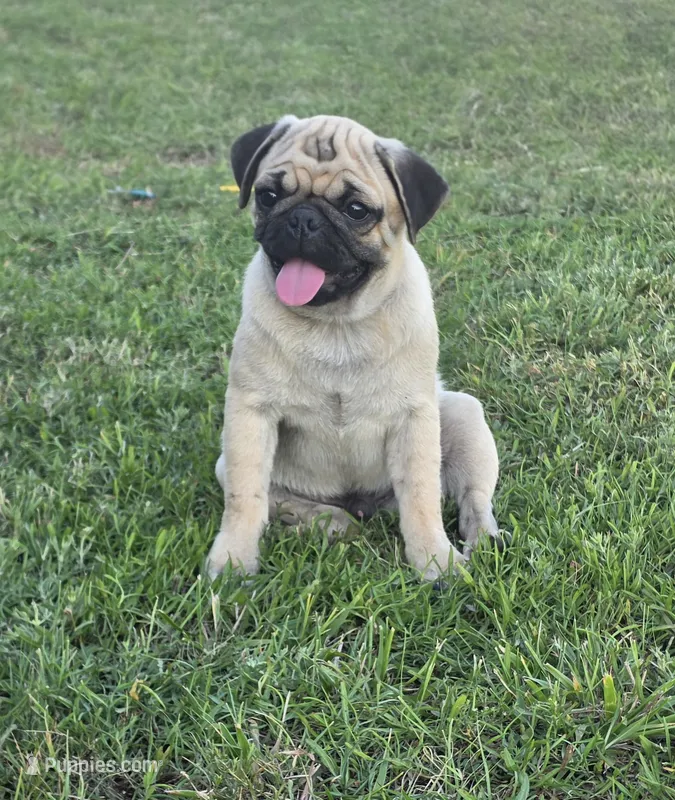 Prince – Pug puppy for sale in Wellington, KS