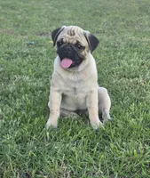 Prince, a male Pug for sale in Wellington, KS – 1 of 2
