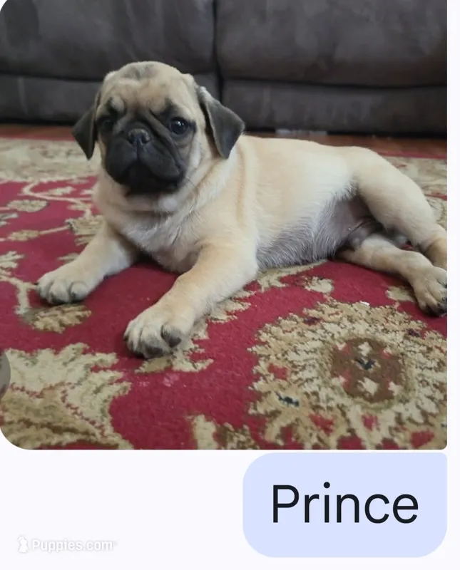 Prince – Pug puppy for sale in Wellington, KS