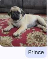 Prince, a male Pug for sale in Wellington, KS – 1 of 1