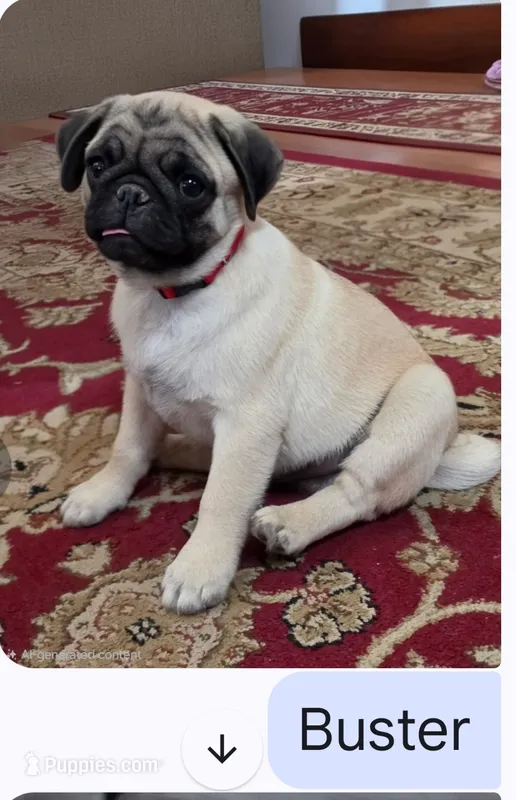 Buster – Pug puppy for sale in Wellington, KS