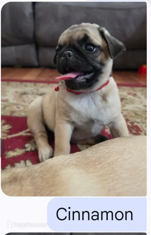 Cinnamon  – Pug puppy for sale in Wellington, KS