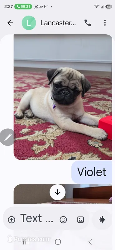 Violet – Pug puppy for sale in Wellington, KS