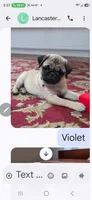 Violet, a female Pug for sale in Wellington, KS – 1 of 1